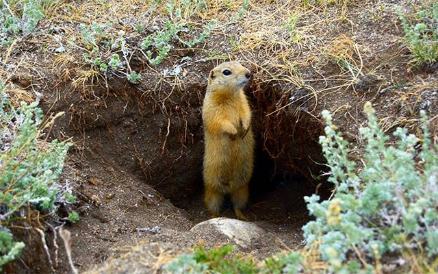 Just like the Caddyshack character who wanted to catch a gopher, retailers need to think like buyers