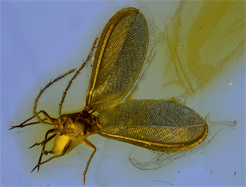 A male pine bast scale in Baltic amber