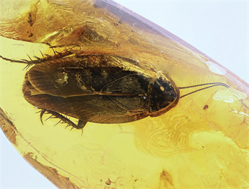 A cockroach (known to almost everyone) that is trapped in Baltic amber can be very expensive