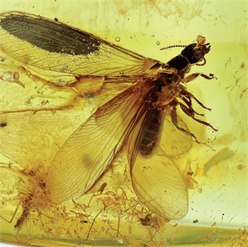 A termite (Isoptera) trapped in Baltic amber