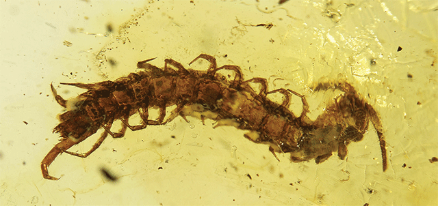 Invertebrates like this centipede are rare inclusions in Baltic amber