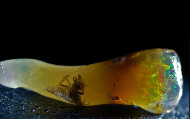 Fossilised insect trapped in opal