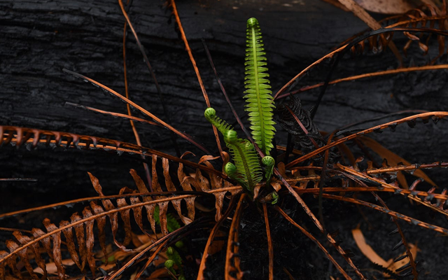 We can be the ashes, or be the phoenix. New life resurfaces from the scorched earth in Blackheath woods.Source: Getty Images