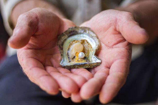 Retail and tourism staff have been redeployed to assist in Pearls of Australia's hatcheries. Pictured: An Australian Akoya pearl from Pearls of Australia's Broken Bay farm in New South Wales.