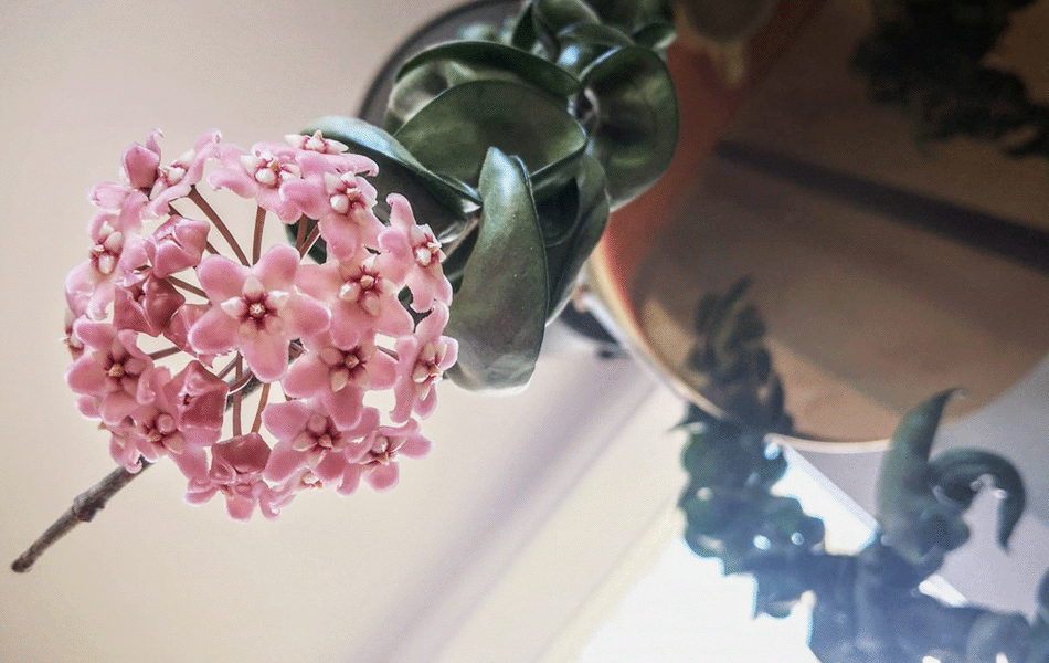 A portrait shot of the publisher's ex-runt first hoya compacta flower that bloomed two years earlier than usual since it was nursed from root rot.