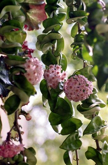 A shot of a healthy Hindu rope plant, Source: Wikimedia Commons