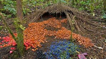 An intricate bowerbird