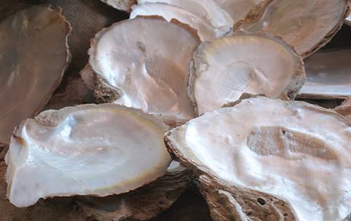 Revolutionary research from The University of Western Australia has discovered the potential to create a bone substitute from silver-lipped pearl oysters in Broome. Image: University of Western Australia