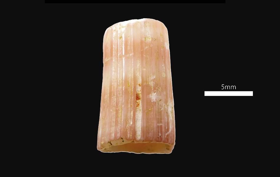 The 23,000 year old bead that was discovered on the Okinawan coast in the Sakitari Cave was carved from a tusk shell which showed traces of red pigment in the grooves of the shell.