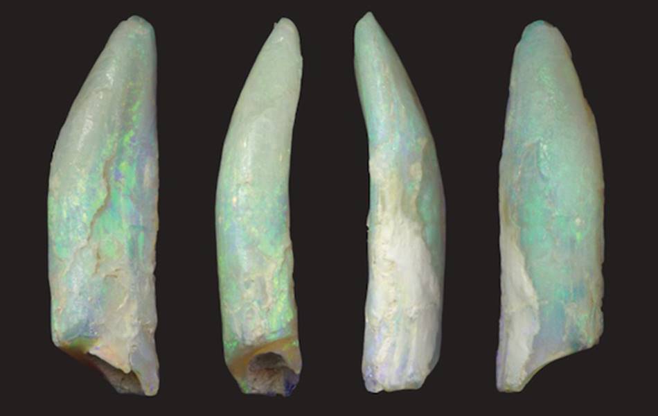 Four sauropod teeth preserved through the opalisation process in Lightning Ridge. <b>Image credit:</b> Courtesy Timothy Frauenfelder