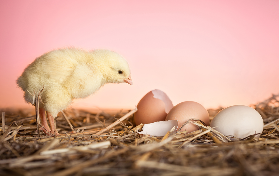 Focusing on what came first, the chicken or the egg, won’t achieve anything nor will denying someone else the right to manage their business the way they see fit. | Source: Freepik