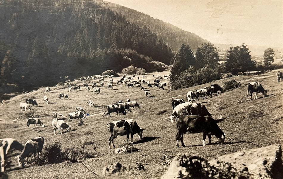 Cows grazing in the green fields of the Jura, early 20th century.