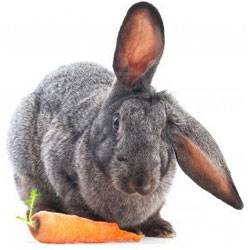 This bunny knows what's up with his carrots...