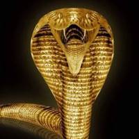 So how about a gold cobra?