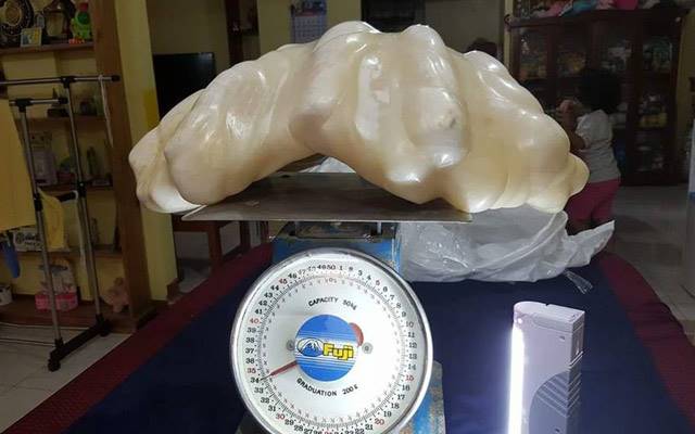 The pearl reportedly weighs 34 kg and measures roughly 61 cm by 30 cm. Image courtesy: <a href="http://bit.ly/2blLPkD" target="_blank">Facebook/City Government of Puerto Princesa</a>