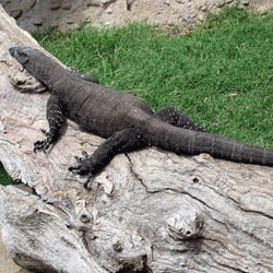 A monitor lizard. Lizards are often tied up and kept in plastic bags for days before they are slaughtered.